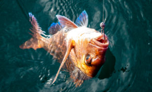 A Self-Releasing Fish Hook