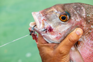 7 Reasons To Crush Fish Hook Barbs - Using Barbless Hooks