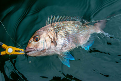 Handling - Releasing fish - Fish Care