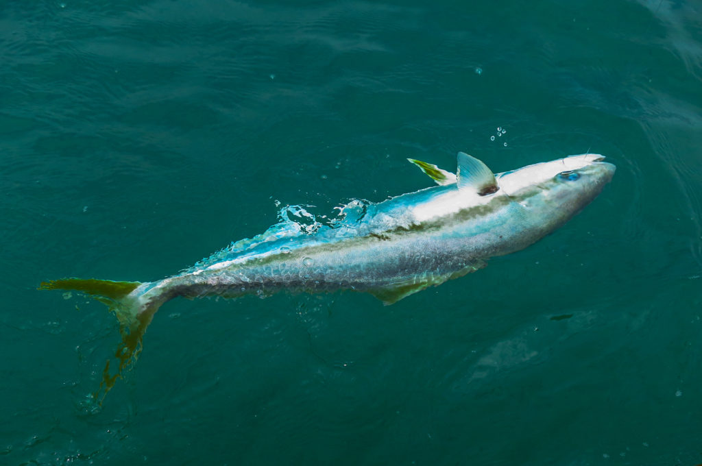 Kingfish Best Practice Guide - Fish Care