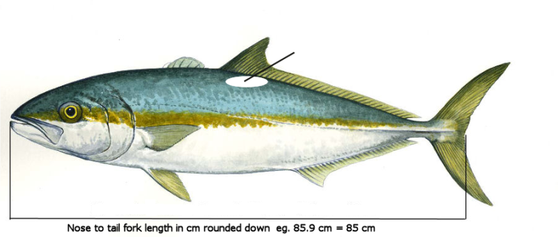Kingfish Best Practice Guide - Fish Care
